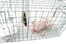 Obrázek k výrobku 125743 - Profesionální past na lišky, kuny, vydry a kočky TRAP ST130x34x34K