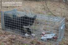 Obrázek k výrobku 125743 - Profesionální past na lišky, kuny, vydry a kočky TRAP ST130x34x34K