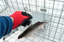 Obrázek k výrobku 125744 - Profesionální past na lišky, kuny, vydry a kočky TRAP ST130x34x34V2