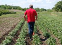 Proorávání brambor