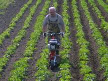 Proorávání brambor