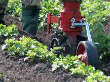 Proorávání brambor