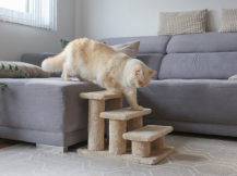 Obrázek k výrobku 126217 - Schůdky pro psy a kočky KERBL EASY CLIMB 2.0, béžová, 45x35x34 cm