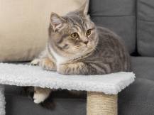 Obrázek k výrobku 125819 - Schůdky pro psy a kočky PAWHUT D06-093V01, bílé, 45x40x48 cm