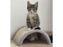 Obrázek k výrobku 125878 - Škrabadlo pro kočky KERBL 81624 HALF MOON, 26x22x11cm