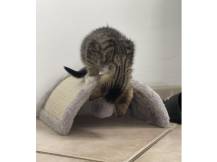 Obrázek k výrobku 125878 - Škrabadlo pro kočky KERBL 81624 HALF MOON, 26x22x11cm