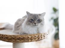 Obrázek k výrobku 125883 - Škrabadlo pro kočky KERBL 84438 BANANA LEAF WAXY, 104x60x40 cm