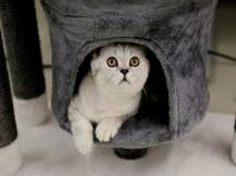 Obrázek k výrobku 125886 - Škrabadlo pro kočky KERBL 84460 JADE DARKLIGHT, 96x70x35 cm