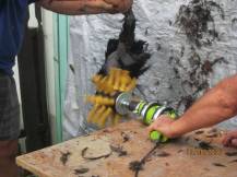 Obrázek k výrobku 125896 - Škubačka drůbeže na vrtačku JOSAS JO24