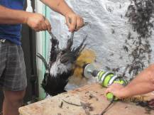 Obrázek k výrobku 125896 - Škubačka drůbeže na vrtačku JOSAS JO24