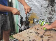 Obrázek k výrobku 125896 - Škubačka drůbeže na vrtačku JOSAS JO24