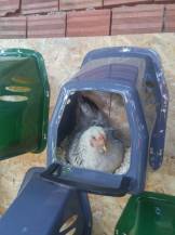 Obrázek k výrobku 125837 - Snáškové hnízdo pro slepice HF 46X37X37