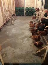 Obrázek k výrobku 125837 - Snáškové hnízdo pro slepice HF 46X37X37