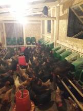 Obrázek k výrobku 125837 - Snáškové hnízdo pro slepice HF 46X37X37