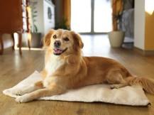 Obrázek k výrobku 125909 - Termodeka pro psy a kočky KERBL 80376 THEO, 75x50 cm