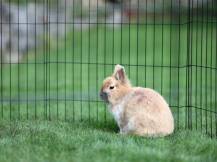 Obrázek k výrobku 125994 - Výběh pro drůbež, králíky a štěňata osmistěnný KERBL 81715, 57x78 cm