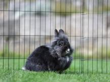 Obrázek k výrobku 125994 - Výběh pro drůbež, králíky a štěňata osmistěnný KERBL 81715, 57x78 cm