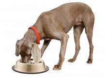 Obrázek k výrobku 81688 - Vyhřívaná miska pro psy a kočky THERMODOG 3113202 1,8l