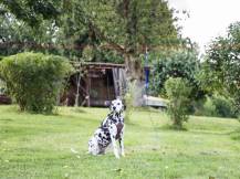 Obrázek k výrobku 126020 - Zahradní posuvné vodítko na laně pro psy KERBL 83544