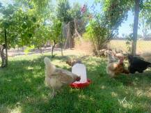 Obrázek k výrobku 126026 - Závěsná klobouková napáječka pro slepice plastová CF 002.14 ANTAR - 5l