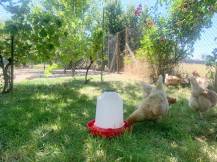 Obrázek k výrobku 126026 - Závěsná klobouková napáječka pro slepice plastová CF 002.14 ANTAR - 5l