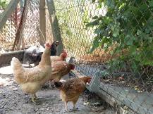 Obrázek k výrobku 126035 - Závěsné žlabové krmítko pro kuřata a křepelky plechové CF034.20 - 80 cm