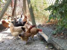 Obrázek k výrobku 126035 - Závěsné žlabové krmítko pro kuřata a křepelky plechové CF034.20 - 80 cm