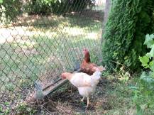 Obrázek k výrobku 126035 - Závěsné žlabové krmítko pro kuřata a křepelky plechové CF034.20 - 80 cm