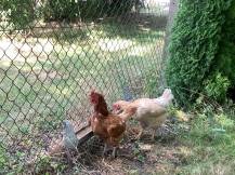 Obrázek k výrobku 126036 - Závěsné žlabové krmítko pro kuřata a křepelky plechové CF034.40 - 100 cm