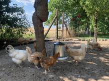 Obrázek k výrobku 126039 - Závěsný krmící automat pro kuřata pozinkovaný CF 013.01MS - 5kg