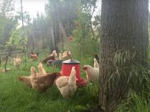 Obrázek k výrobku 126040 - Závěsný krmící automat pro slepice plastový CF 012.40 VENERE - 8kg