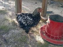 Obrázek k výrobku 126040 - Závěsný krmící automat pro slepice plastový CF 012.40 VENERE - 8kg