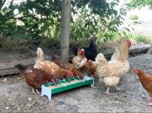 Obrázek k výrobku 126058 - Žlabové krmítko pro slepice plastové CF033.10P - 13x50cm