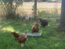 Obrázek k výrobku 126059 - Žlabové krmítko pro slepice pozinkované CF 033.10 - 13x50cm