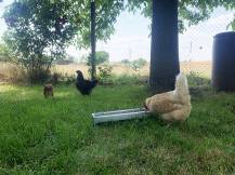 Obrázek k výrobku 126059 - Žlabové krmítko pro slepice pozinkované CF 033.10 - 13x50cm