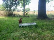 Obrázek k výrobku 126059 - Žlabové krmítko pro slepice pozinkované CF 033.10 - 13x50cm