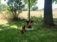 Obrázek k výrobku 126059 - Žlabové krmítko pro slepice pozinkované CF 033.10 - 13x50cm