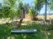 Obrázek k výrobku 126060 - Žlabové krmítko pro slepice pozinkované CF033.20 - 13x75cm