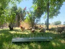 Obrázek k výrobku 126060 - Žlabové krmítko pro slepice pozinkované CF033.20 - 13x75cm