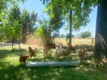 Obrázek k výrobku 126061 - Žlabové krmítko pro slepice pozinkované CF033.30 - 13x100cm