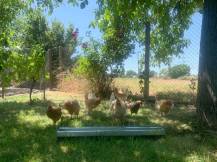 Obrázek k výrobku 126061 - Žlabové krmítko pro slepice pozinkované CF033.30 - 13x100cm